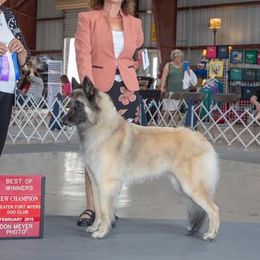 Belgian Tervuren from Briarcliff Belgian Tervuren