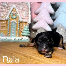 Nala - Black and tan female Cavapoo puppy in Clinton, Oklahoma from Enchanted Spaniels
