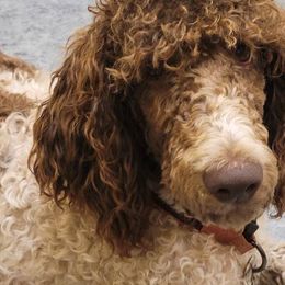 Goldendoodles, Labradoodles, and Poodles from Pee Dee Poodles & Doodles