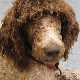 Goldendoodles, Labradoodles, and Poodles from Pee Dee Poodles & Doodles