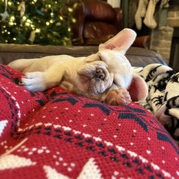 French Bulldog Puppies from Mathew Household Frenchies