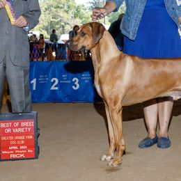Australian Shepherds and Great Danes from Winners Circle Kennel