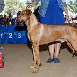 Australian Shepherds and Great Danes from Winners Circle Kennel