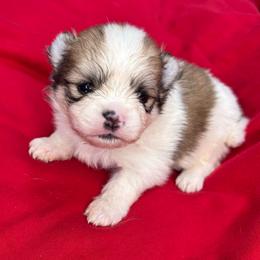Grinch - Cream sable parti male Pomeranian puppy in Douglas, Massachusetts from Country Oak Poms LLC