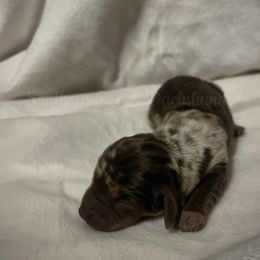 Dancer - Dapple female Dachshund puppy in Colbert, Georgia from Southern Drawl Dachshunds