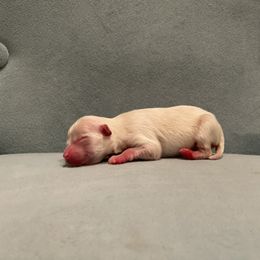 Boy 2 - Pomeranian puppy in South Carolina from Royal Palace
