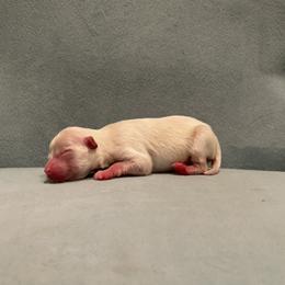 Boy 2 - Pomeranian puppy in South Carolina from Royal Palace