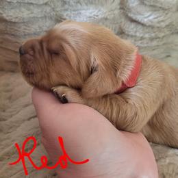 Red collar - Dark golden male Golden Retriever puppy in Brush Prairie, Washington from Paradise Peaks