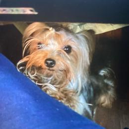 Myla - Yorkshire Terrier