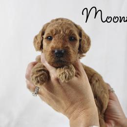 Moonshine - Red  male Goldendoodle puppy in Casa Grande, Arizona from AzDoodle Dandies