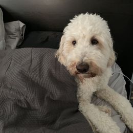 Ziggy - Goldendoodle