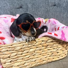 Basil - Piebald male Dachshund puppy in Crossville, Tennessee from Golden Critter Farm