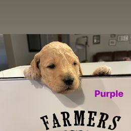Goldendoodle Puppies from Clig Doodle Days