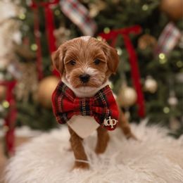 Regina Wreath - Red  female Goldendoodle puppy in Fleming Island, Florida from Island Doodles