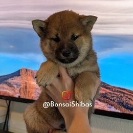 ROGER - Sesame male Shiba Inu puppy in Minnesota from BonsaiShibas