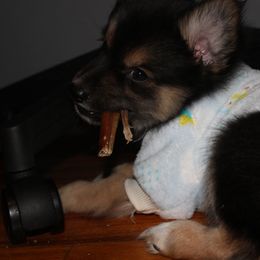 Pomsky Puppies from Urban Sky Kennel