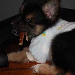 Pomsky Puppies from Urban Sky Kennel