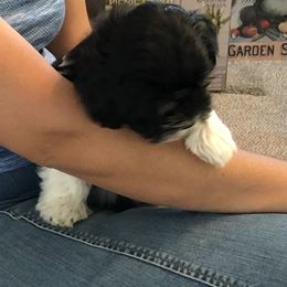 Havanese Puppies from Hoodview Havanese