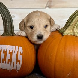 Goldendoodle and Poodle Puppies from Krispydoodle