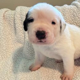 Girl 2 - White and brown Saint Bernard puppy in Albuquerque, New Mexico from St Peter’s Gate Pups