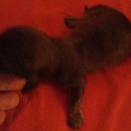 DB's Clarke Jig - Red male Dachshund puppy in Summerfield, Florida from D & B Ranchette