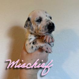 Mischief - White and black female Dalmatian puppy in Mount Vernon, Missouri from Spots & Spirals