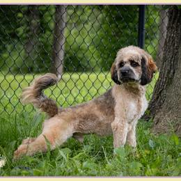 Blaine - Brown male Cockapoo puppy in Connersville, Indiana from Deaz Doodle Ranch