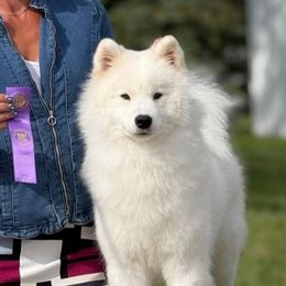 Jett - Samoyed
