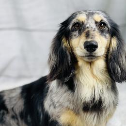 Puppet - Dachshund