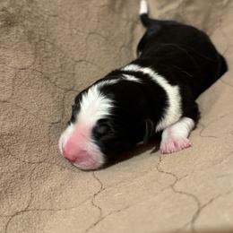 Girl 1 - Tri-color female Border Collie puppy in Centerville, Washington from Forthright Farms