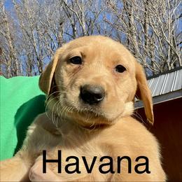 Havana - Yellow female Labrador Retriever puppy in Mineral, Virginia from Canine Assist
