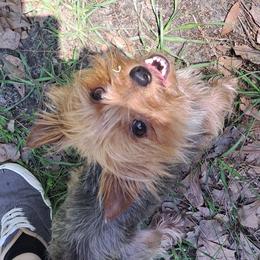 Lady - Yorkshire Terrier