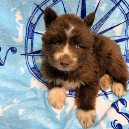 AKC Phoenix - Red and white male Siberian Husky puppy in Centreville, Maryland from Huskies By the Bay