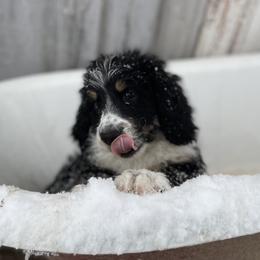 Bernedoodle Puppies from Veterinarian Raised Bernedoodles