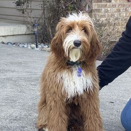 Marshall - Goldendoodle