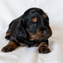 Girl 1 - Black and tan female Dachshund puppy in Burkesville, Kentucky from Bline’s Awesome Aussies, Aussiedoodles & Doxies at the Bline Family Farm