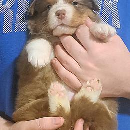 Red Rose - Red tri-color female Australian Shepherd puppy in Elk Creek, Missouri from Hearts on Fire Australian Shepherds