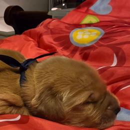 Blue - Golden male Golden Retriever puppy in Taylor Ridge, Illinois from Salata Goldens