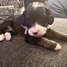 Pink collar girl - Tri-color female Bernedoodle puppy in Lake, Michigan from 3 King Doodles & Poodles