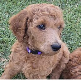 Lili - Red  female Poodle puppy in Fairfield, California from Choice Red Standards