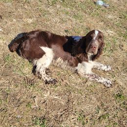 jitter - English Springer Spaniel