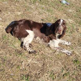 jitter - English Springer Spaniel