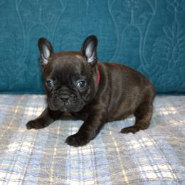 Lucy - Brindle female French Bulldog puppy in Salem, Alabama from Millander Bullies  French Bulldogs