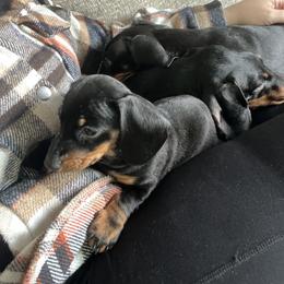 Dachshund Puppies from Phillian Family Mini Dachshunds