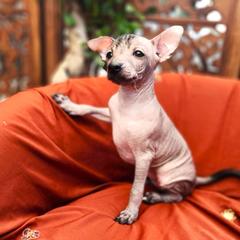 Jamaica (Ha-my-ka) - Gray female Xoloitzcuintli puppy in Sunnyside, Washington from Xolos Jazmin