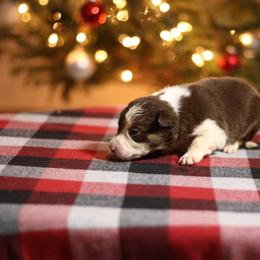 Boy 3 - Tri-color male Border Collie puppy in Cadiz, Ohio from Graham Livestock