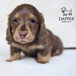 Cosmic - Chocolate and cream male Dachshund puppy in Zephyrhills, Florida from Dapper Doxies
