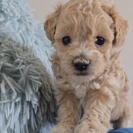 Honeysuckle - Sable female Aussiedoodle puppy in Prescott Valley, Arizona from Ramirez Family Doodles