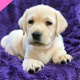 Light pink - Yellow female Labrador Retriever puppy in Wilson’s, Virginia from Cedar Hill Farm Labradors