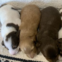 Dachshund Puppies from Long Little Dog Ranch